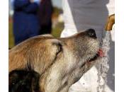 perro bebe mucha agua normal?