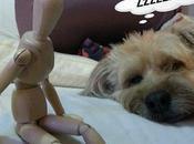 Patxi. Momento Mascota...