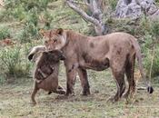 sorprendente reacción leona cría babuino acaba matar