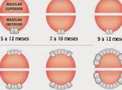 Dientes sanos fuertes