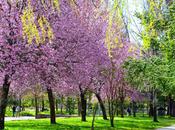 Primavera florida