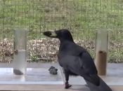 cuervos, aves inteligentes como niños años