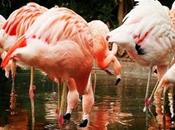 Leyendas mitos patagónicos: leyenda flamenco.