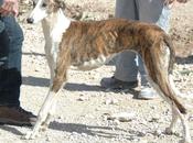 Neus,galga adopción. (cuenca)