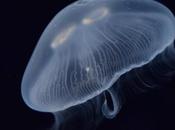 Pañales fabricados medusas