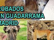 urgente!! tres galgos robados fenixcan guadarrama. (madrid)