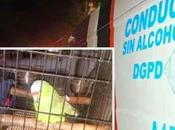 arrestado conducir ebrio...¡Su loro delató!