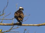 Águila pescadora (Osprey) Pandion haliaetus