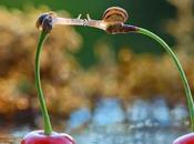 inspiradora historia caracoles final feliz utilizando macro fotografía