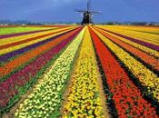 tulipanes holandeses españoles... seguramente