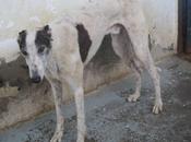 Poncho, galgo adopción. (cáceres)