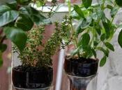 Recicla Decora Botellas vidrio, Frascos Sifones.