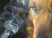 Dejar fumar bueno para mascota