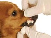 ¡Dientes como patena!