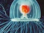prodigioso caso medusa inmortal