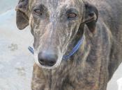 Misil, impresionante galgo adopción. (cáceres)