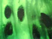 Diferencias entre mermelada, jalea, compota confitura