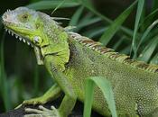 Fotos: Iguanas