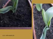Progreso tulipanes