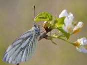 Pieris napi (Linnaeus, 1758)