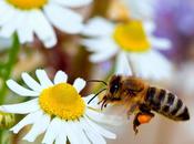 abejas s.o.s alerta mundial