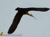Bandurria boreal (Buff-necked Ibis) Theristicus caudatus