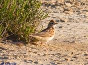 Esteparias bardenas reales navarra