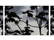 haikús visuales Leticia Kamada