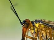 Panorpa meridionalis (Rambur, 1842) Mosca escorpión