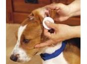 Cómo limpiar oídos perro forma natural