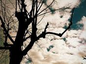 Androidografia Barakaldo CDXXXVI. Arbol