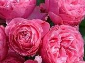poderosas propiedades rosa ahora para cabello