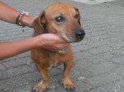 Perrito pequeño deambulando calle. (merida)