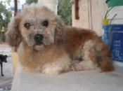 Pocholo, caniche abandonado.(Granada)