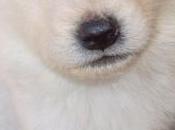 Urgente regalan once huskys siberianos