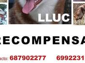 Husky Robado Barcelona.