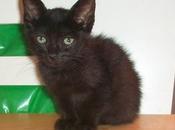 Morgana, linda gatita adopción (Murcia)