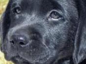 proteínas cachorro
