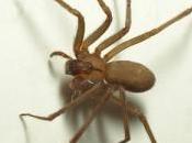 Ayuntamiento pide ayuda Hispalense araña reclusa