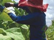 niños ocultos tabaco