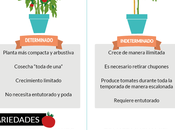 Tomates determinados indeterminados ¿Qué variedad tomate escoger?