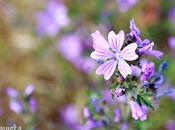 violeta