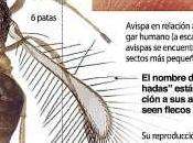 combate chicharra iglesia