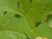 Como prevenir plagas enfermedades huerto