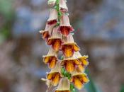 Digitalis obscura