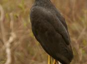 Águila negra (Great black Hawk) Buteogallus urubitinga