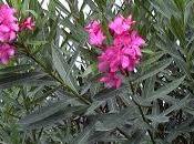 Plantas tóxicas venenosas jardinería