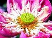 Nelumbo