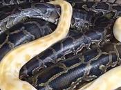 Zoológico ofrece visitantes masajes serpientes pitones (vídeo)