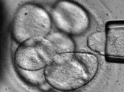 Recreado primera proceso clave células madre